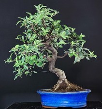 bonsai italiano usato  Cison di Valmarino