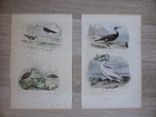 Gravures oiseaux couleur d'occasion Gravures oiseaux couleur d'occasion  Ramonville-Saint-Agne