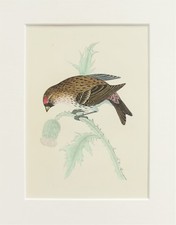 Redpoll bird print for sale Redpoll bird print for sale  NORWICH