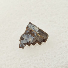 Allosaurus jimmadseni 0.31 for sale  Rockledge