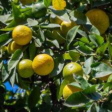 Citrus bergamotto tree for sale  PETERBOROUGH