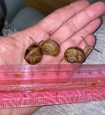Juvenile helix lucorum for sale  Alexandria