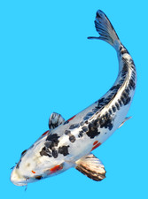 large koi for sale  Lewisville