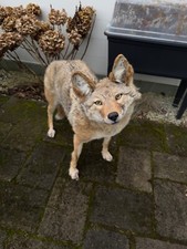 Coyote softmount tierpräparat gebraucht kaufen  Herzogenrath
