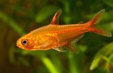 Fire ember tetra d'occasion  Expédié en Belgium