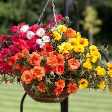 500 moss rose for sale  CHIGWELL