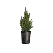 2.5 qt. dwarf for sale  Miami