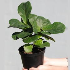 Fiddle fig tree for sale  Antioch