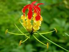 Gloriosa superba giglio usato  Torino