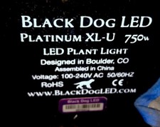 Black dog platinum for sale  Garden Grove