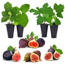 Fig tree. set for sale  Apopka