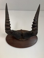 Antique hartebeest horns for sale  TADLEY