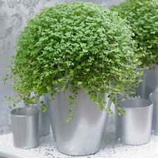 Soleirolia soleirolii helxine for sale  UK