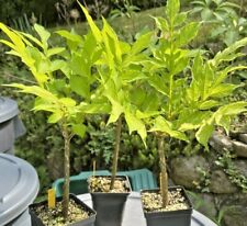 Amorphophallus konjac gordon for sale  Cortlandt Manor