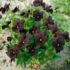 Viola seёds, 50 Viola cristal preto, viola perene seёds, raro orgânico seёds-834, usado comprar usado  Enviando para Brazil