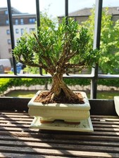 Japanese boxwood bonsai for sale  EDINBURGH