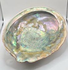Vintage large abalone for sale  Media
