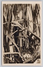 Rppc water hen for sale Rppc water hen for sale  MANCHESTER