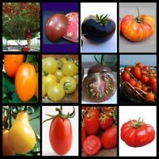 180 semi pomodoro usato  Reggio Calabria