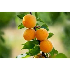Tilton apricot tree for sale  Houston