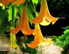 Brugmansia orange glory for sale  Shipping to Ireland