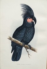 Antique parrot print for sale  SHREWSBURY