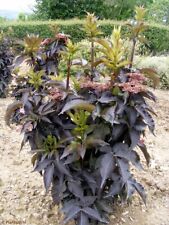 Sambucus black tower for sale  CRANBROOK