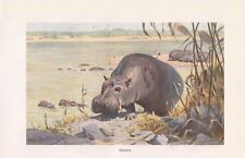 Flusspferd hippopotamus amphib gebraucht kaufen  Lauenburg/ Elbe
