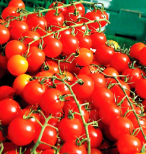 250 cherry tomatoes for sale  Greenville