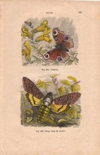 Stampa farfalle vanessa usato  Lecco