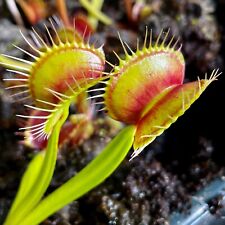 Carnivorous venus fly for sale  GLASTONBURY