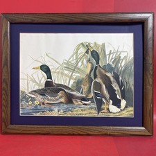 Mallard duck drawn for sale  Huntingdon Valley