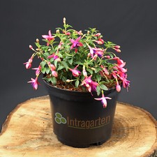 Fuchsia tom thumb gebraucht kaufen  Mönchengladbach