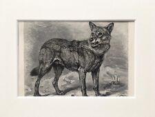 Wolf dog animal for sale  NORWICH