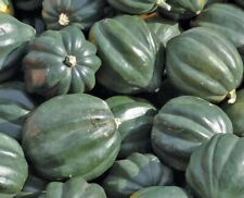 Acorn squash seeds for sale  Berwyn
