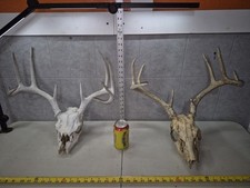 Pair wild whitetail for sale  Valley City