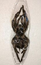 Acanthoscurria juruenicola fem for sale  WOKING