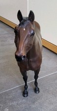 breyer modellpferd gebraucht kaufen breyer modellpferd gebraucht kaufen Wiesbaden