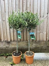 Pair olive trees for sale  WORTHING
