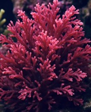 Live red tide for sale  Huntington