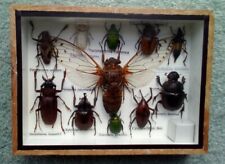 Framed real bugs for sale  STAFFORD