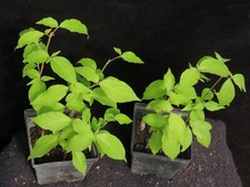 red dogwood tree for sale red dogwood tree for sale Rochester
