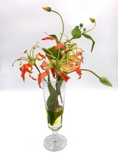 Gloriosa usato  Riccione