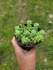 Burro tail plant for sale  Canton