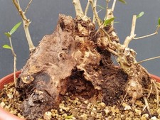 Bonsai olivastro 30x24cm usato  Pagani