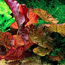 Nymphaea lotus red for sale  GLASGOW