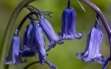English bluebell spring for sale  CRAWLEY
