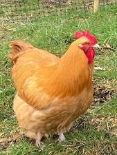 Buff lavender orpington for sale  BURNLEY