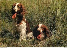 Animaux chiens springer d'occasion  Fruges