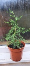 Darjeeling weeping cypress for sale  NORWICH